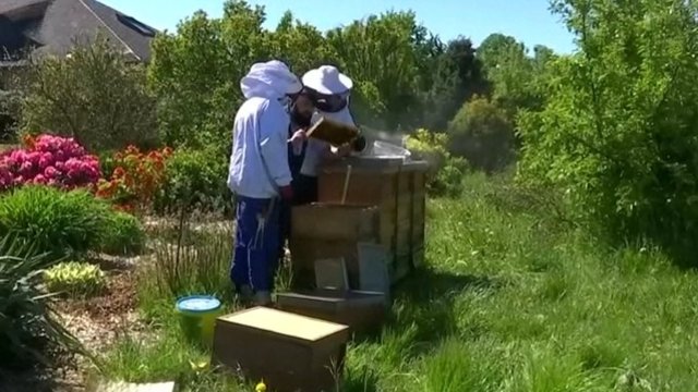 Neįprasta praktika Vokietijoje: kalėjime mokoma rūpintis bitėmis