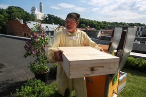 Ant stogų Kaune ir Klaipėdoje keliami aviliai su taikiomis bitėmis