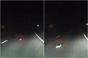 Gyvūnų mylėtojams tai patiks: „Tesla“ autopilotas apsaugojo triušį nuo liūdnos lemties