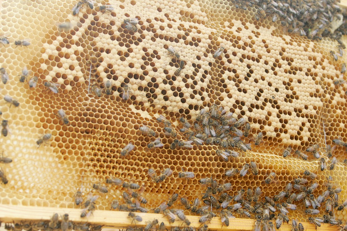 Ūkininkai apie planuojamus purškimus profesionaliajam naudojimui skirtais augalų apsaugos produktais arba ketinantys sėti rapsus, kurių sėklos apdorotos augalų apsaugos produktais su tiametoksamu ar klotianidinu, privalo apie tai informuoti greta laukų esančius bičių laikytojus.<br>O.Posaškovos nuotr.