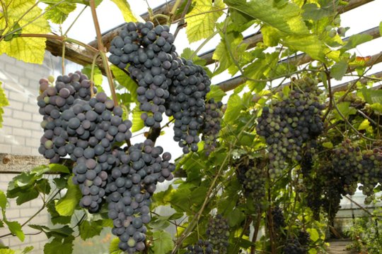 Yra būdų, kaip jūsų nuosavos vynuogės gali pranokti atvežtines