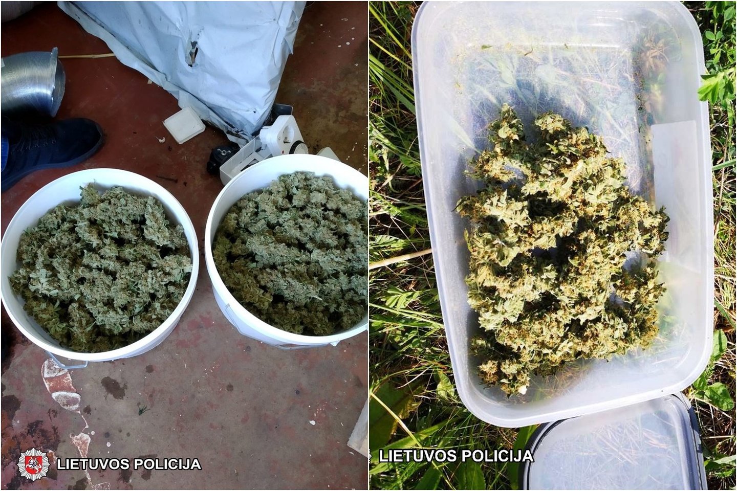 Marijampolės policija namo palėpėje aptiko nedidelę kanapių plantaciją.