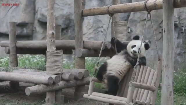 Išdykusi panda zoologijos sodo lankytojams parodė daugiau nei šie tikėjosi 