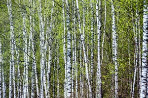 Sodyboje beržyną apžiūrinėjęs anykštėnas rado netikėtą laimikį – pasirodė pirmieji grybai