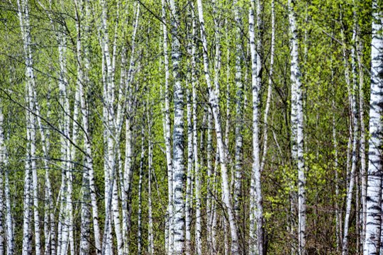 Sodyboje beržyną apžiūrinėjęs anykštėnas rado netikėtą laimikį – pasirodė pirmieji grybai