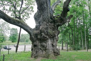 Kodėl reikia saugoti šimtamečius ąžuolus?
