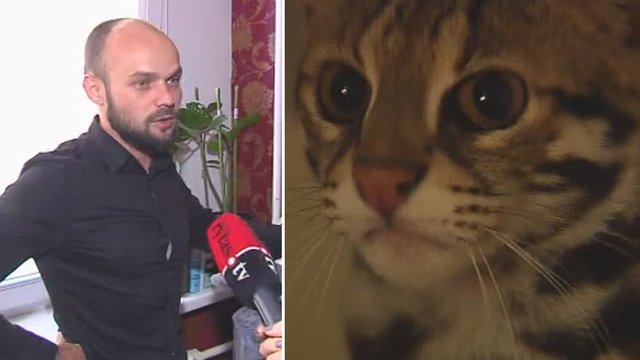Tris tūkstančius eurų už katiną mokėjęs vilnietis tikina įsigijęs laukinį žvėrį