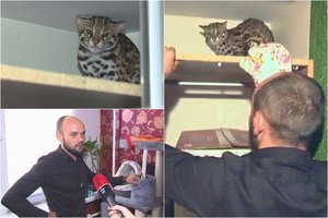 3 000 eurų už katę sumokėjęs vyras tikina gavęs laukinį žvėrį: įkaitais tapo visa šeima