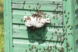 Kretingoje – įžūlus apiplėšimas: bitynus nusiaubė piktadariai