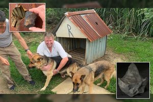 Meteoritas rėžėsi į būdą. Šuo nenukentėjo, bet dėl ko džiūgauja mokslininkai?