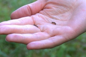 Karas su miškų parazitais Kuršių nerijoje: kenkėjus naikino iš lėktuvo