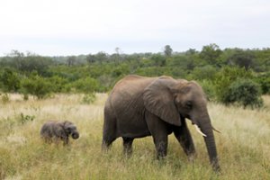 Afrikoje – masinės dramblių skerdynės dėl ūkininkams daromos žalos