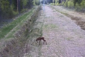 Pasieniečių kameros įamžino žavingą sienos pažeidėją