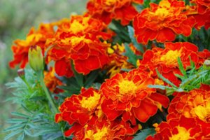 Gėlės – ne vien grožis: kai kurios gelbėja kitus augalus