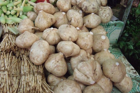 Mįslingoji ropinė gumbapupė. Kas ji?