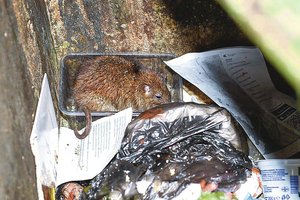 Vilniečius apspito žiurkės, nepadeda net betonas