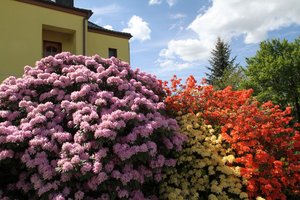 Pro kaunietės gėlyną neįmanoma praeiti – pakeri rododendrų ir azalijų žiedai 