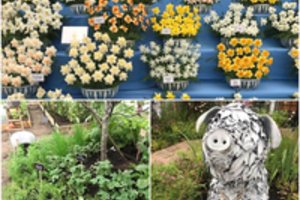 Čelsio gėlių parodoje lietuvę pribloškė daugybė jų rūšių, kai kurios tapo atradimu