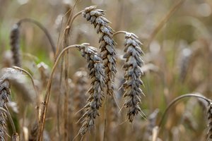 Daugumos grūdų supirkimo kainos mažėjo