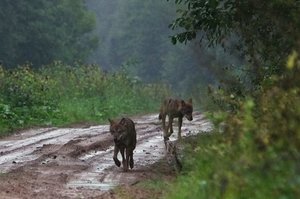 Nauji vilkų išpuoliai: Kėdainių rajone pjauna ūkininkų gyvulius