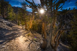 Neįtikėtina: medis, senesnis už Egipto piramides, gyvuoja iki šiol