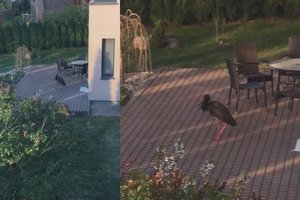 Į namų kiemą šalia Vilniaus iš dangaus nusileido paslaptingas gyvūnas