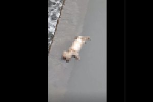 Neapsakomas žiaurumas Šilalėje: šunelius nuskandino įkišę į maišą