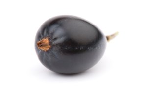 Jošta – lietuvių mėgiamas serbentinis agrastas