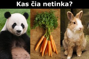Triušis, panda ir morka: sužinokite, mąstote rytietiškai ar vakarietiškai