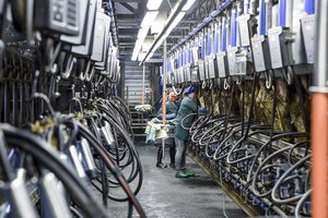 JAV prekybos karas su ES smogs ir Lietuvos pienininkams