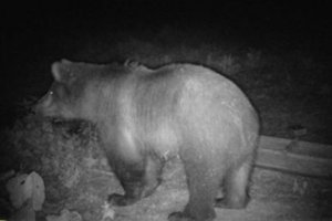 Miške prie Anykščių pastebėta ir nufotografuota meška