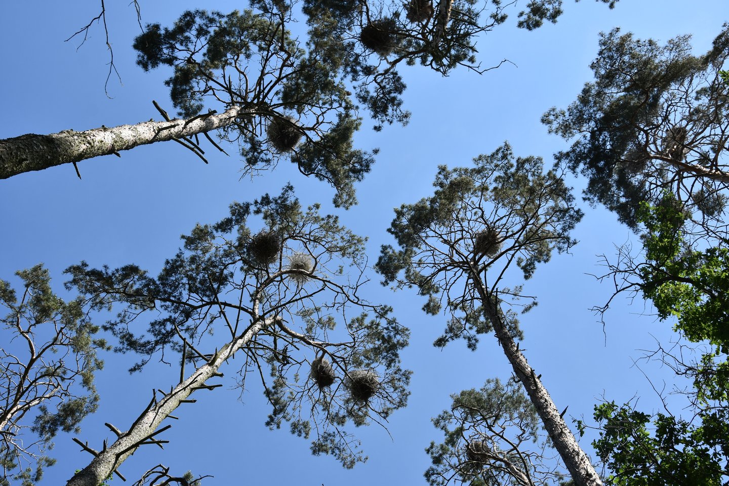  Viename medyje neretai lizdus susikrauna ir kormoranai, ir garniai.  <br> A.Srėbalienės nuotr.