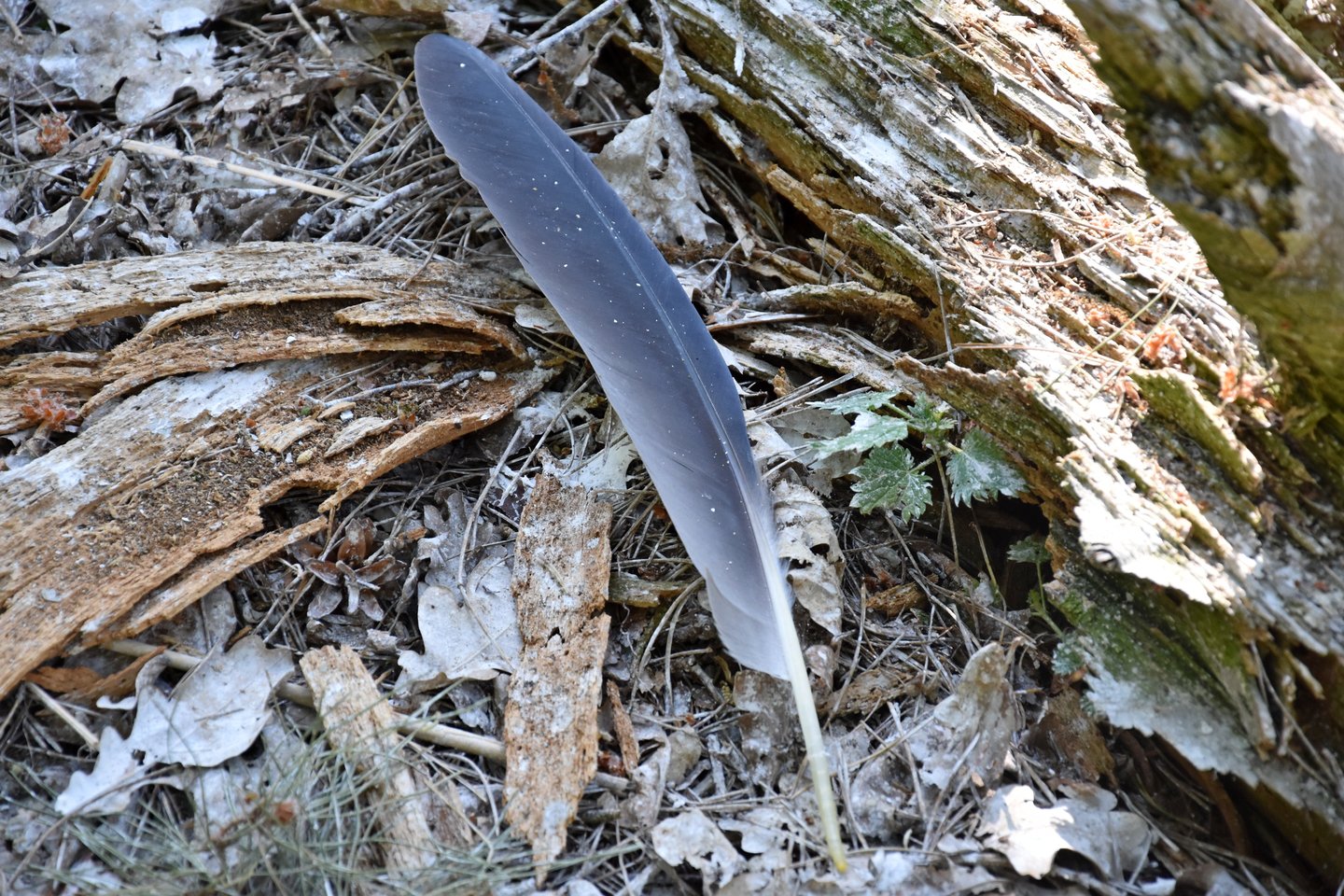 Ant miško paklotės – kormorano plunksna.<br> A.Srėbalienės nuotr.