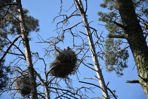 Nepaprasta bičiulystė Garnių saloje: lizdus susisuko ne tik kormoranai 