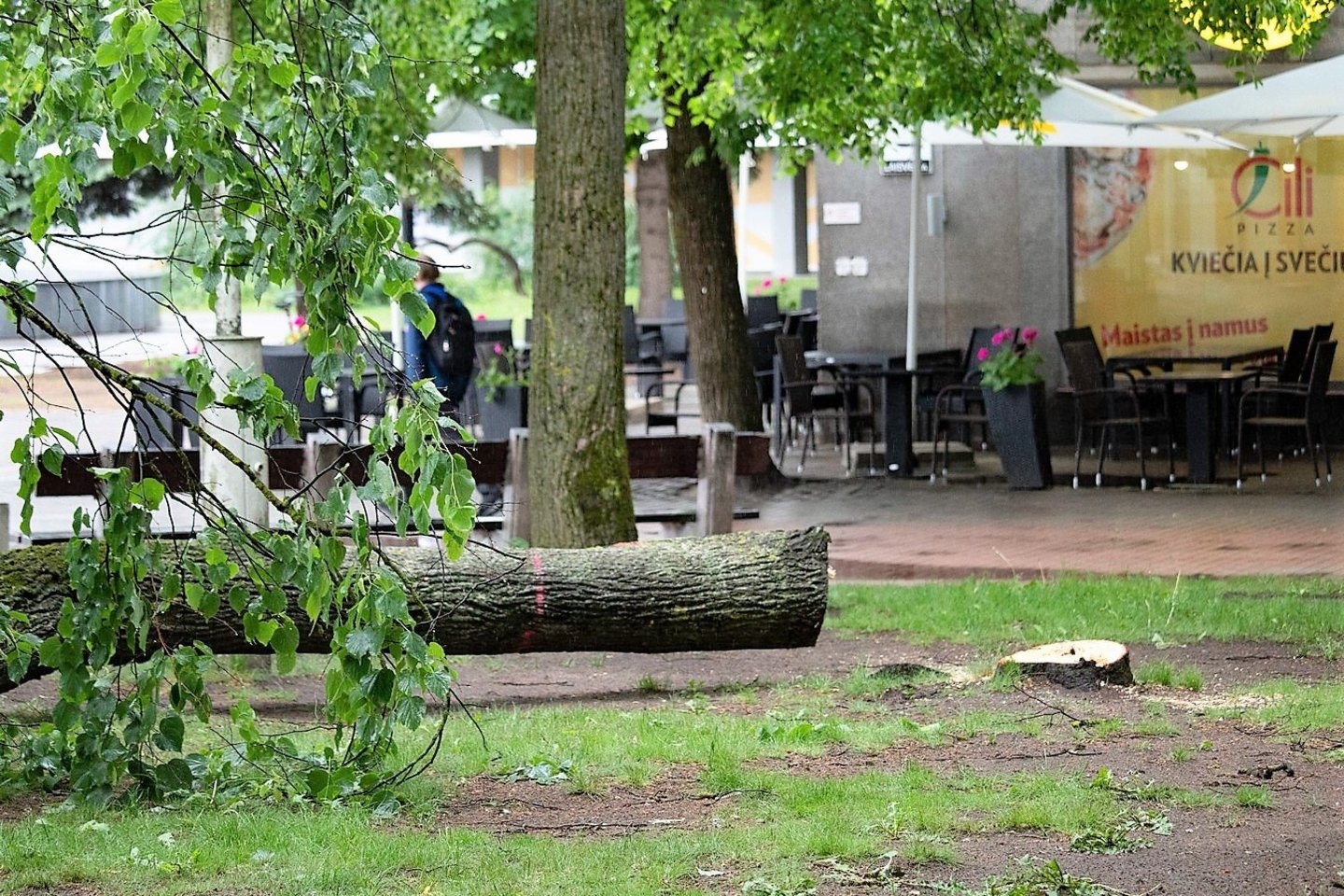Išretinus esamus pavojingus, sergančius ir pan. medžius, mainais bus pasodinta maždaug triskart daugiau medžių ir krūmų.<br>L. Varanausko, Panevėžio miesto savivaldybės nuotr.
