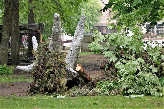Miesto centre retinami pavojingi  medžiai: jų vietoje pasodins triskart daugiau