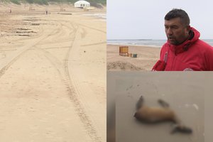 Jūros bangų išmesta negyva stirna per naktį dingo: įtariamieji paliko pėdsakus