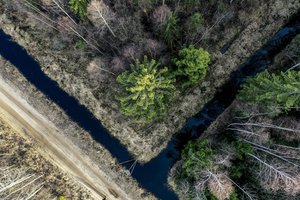 Miškų savininkams siūlomas limitas - 1,5 tūkst. hektarų 