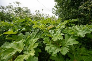 Rajoną vaduoja nuo Sosnovskio barščių: ne visi deramai įvertina grėsmę