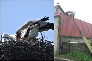 Palangiškius sukrėtė tragiškas vieno lizdo gandriukų likimas