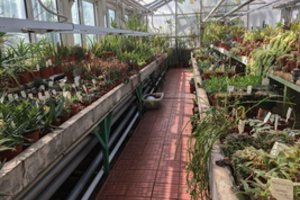 VDU mokslininkai sudomino sėklų apdorojimo šalta plazma tyrimais ir perspektyvomis