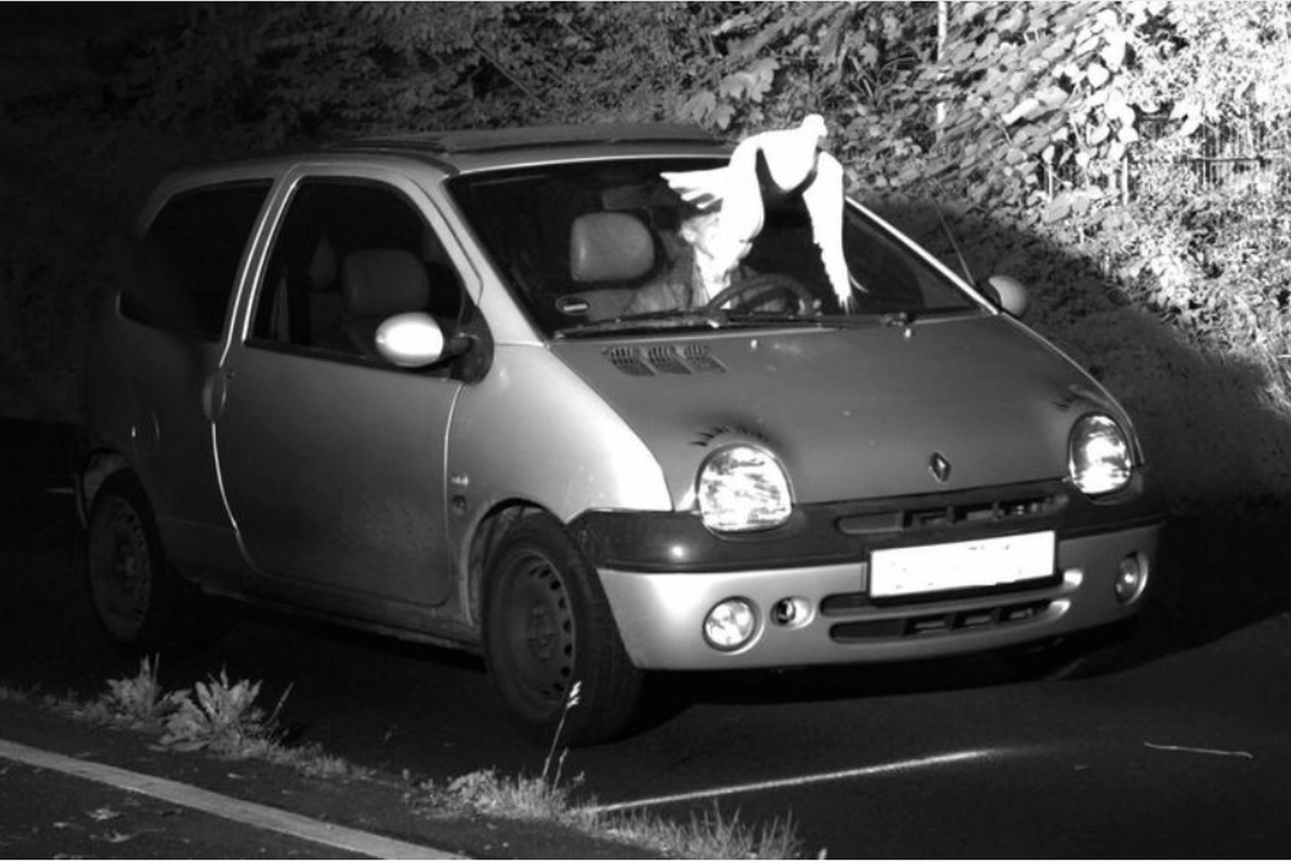  Balandis užstojo fotografuojamo pažeidėjo veidą, todėl policija negalėjo įrodyti, kas iš tiesų vairavo automobilį.<br> Vyrseno policijos komisariato nuotr.