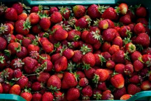 Pagaliau tapo aišku, kaip atskirti lietuviškas braškes nuo lenkiškų