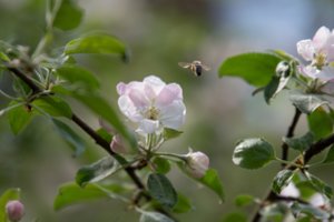 Procedūros vaismedžiams – ir prieš, ir po žydėjimo