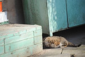 12 mėnesių kalėjimo arba 10 tūkst. eurų bauda už skriaudžiamą ar išmestą gyvūną