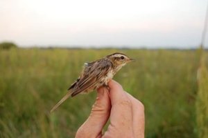 Paukščio gelbėjimo operacija Lietuvoje už 4 mln. eurų sukėlė įtarimų aplinkos ministrui