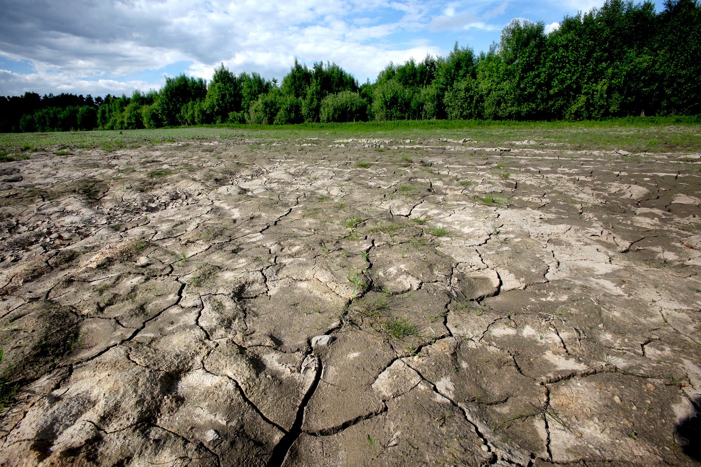 Seimo Kaimo reikalų komitetas iš Žemės ūkio ministerijos (ŽŪM) pasigedo konkretumo sprendžiant sausros sukeltas problemas.<br>V.Balkūno nuotr.