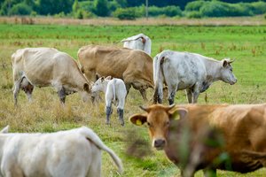 Pasikeitė šviežio pieno transportavimo tvarka