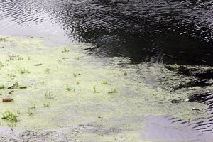 Kuo pavojingas vandens telkinių žydėjimas?