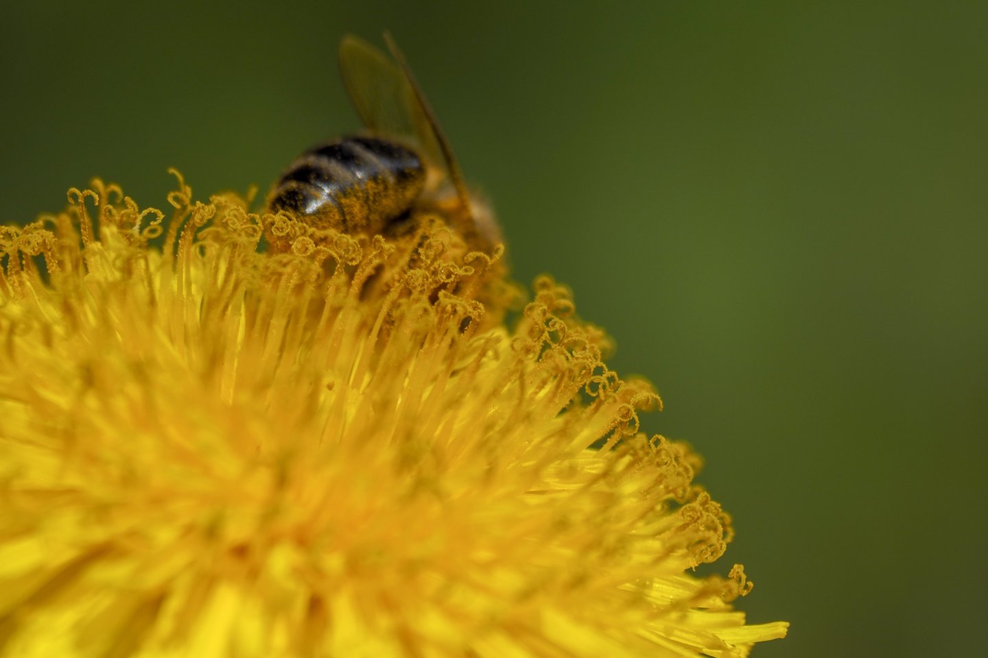 Įgėlus bitėms, širšėms, vapsvoms įprastinė audinių reakcija įgėlimo vietoje: aštrus skausmas, patinimas, šie simptomai dažniausiai išnyksta per kelias valandas.<br>V.Ščiavinsko nuotr.